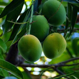 mango plant