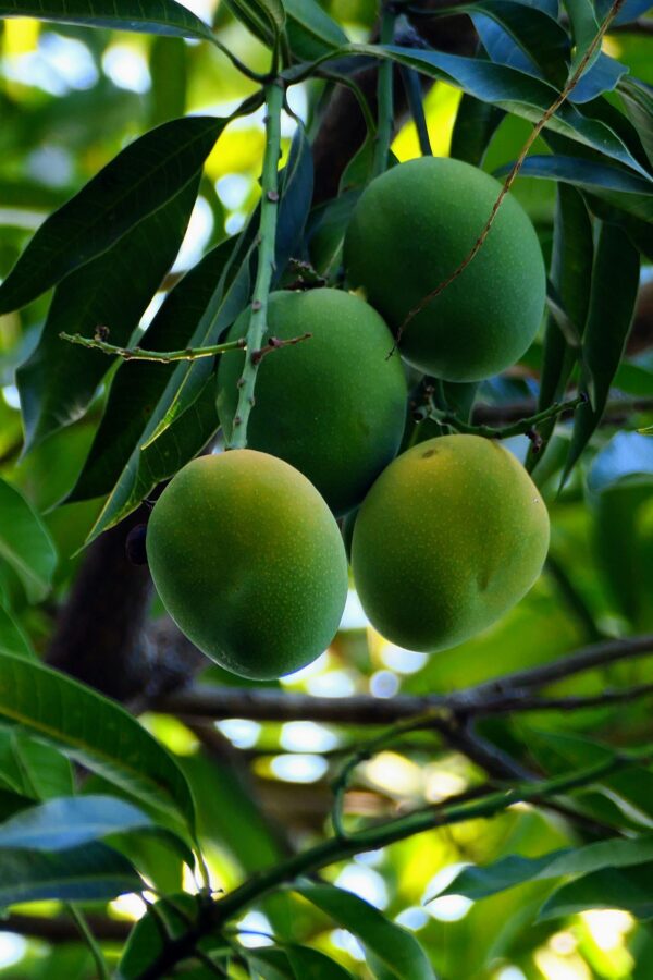 mango plant