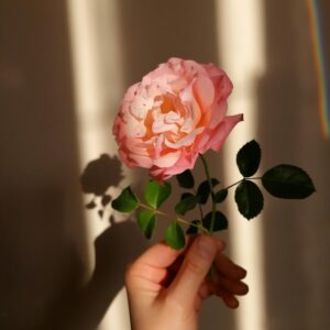 Rose plant