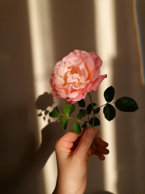 Rose plant