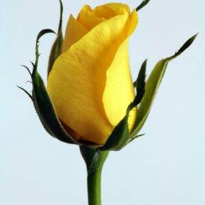 Rose plant