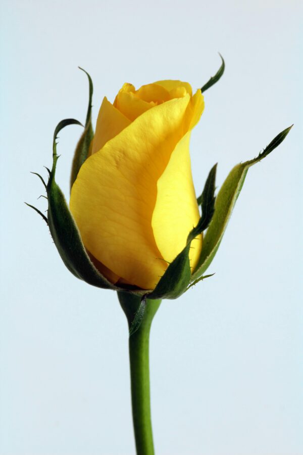 Rose plant