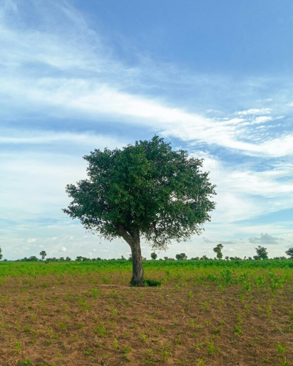 plant